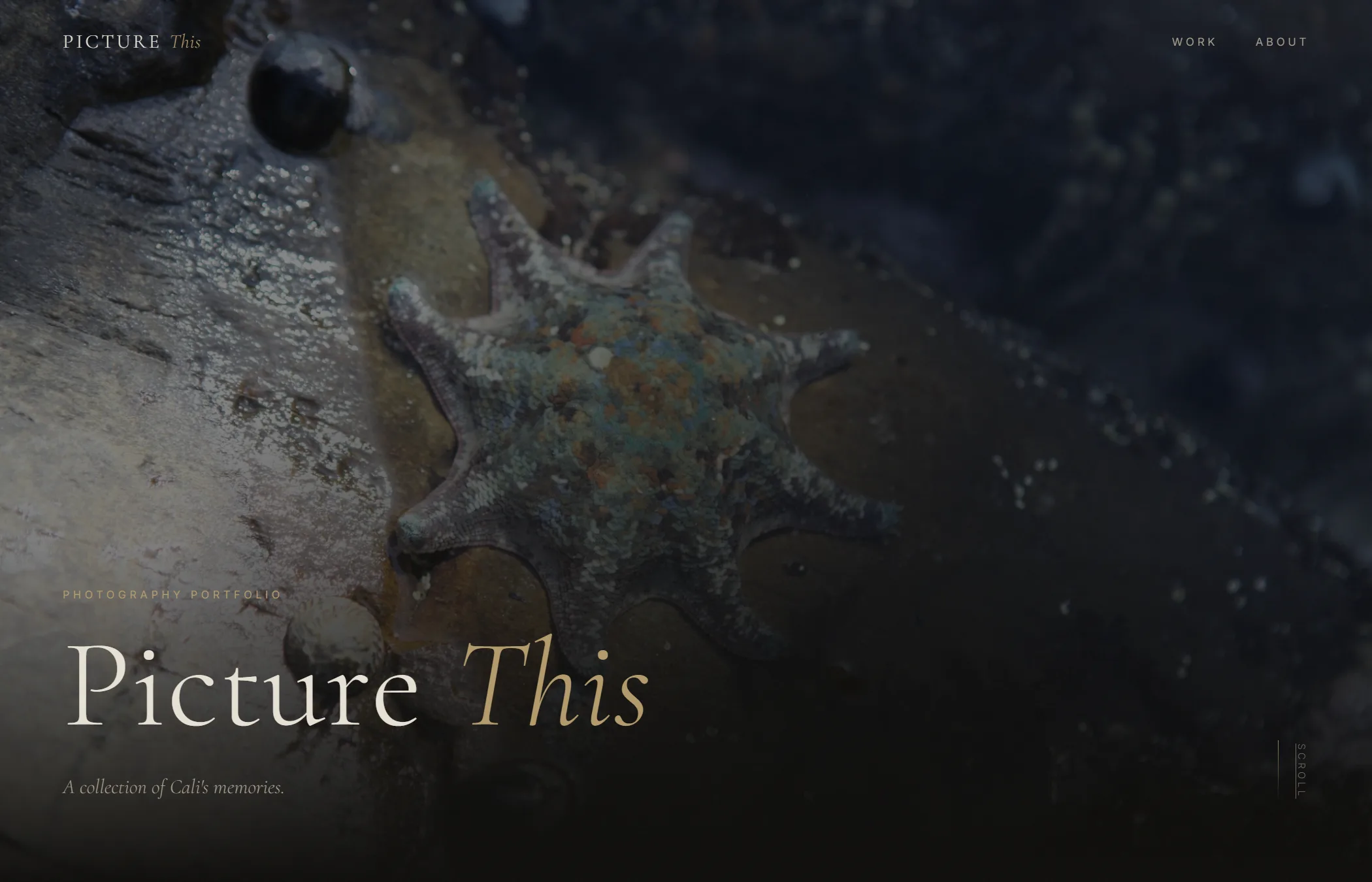 Picture This on a desktop screen: a dark gallery grid of photographs with captions